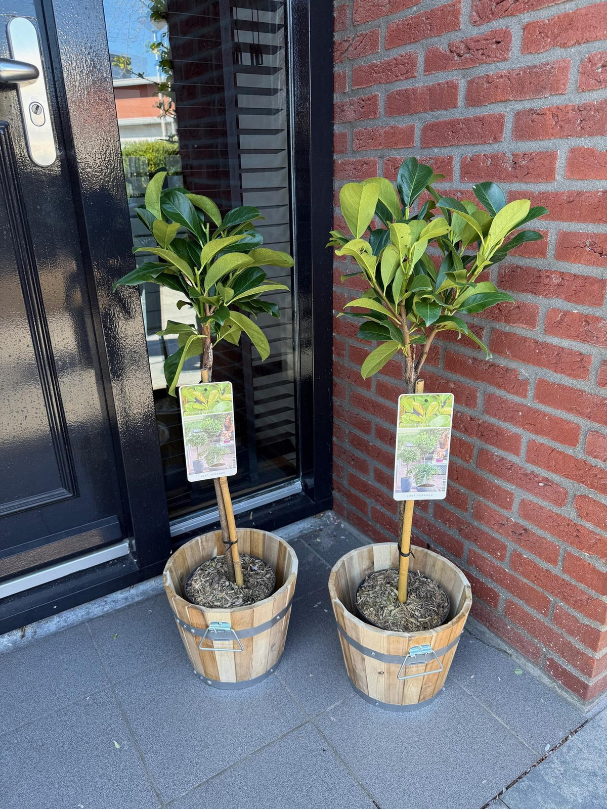 Prunus lauroverasus Etna®, groeiwijze van de plant