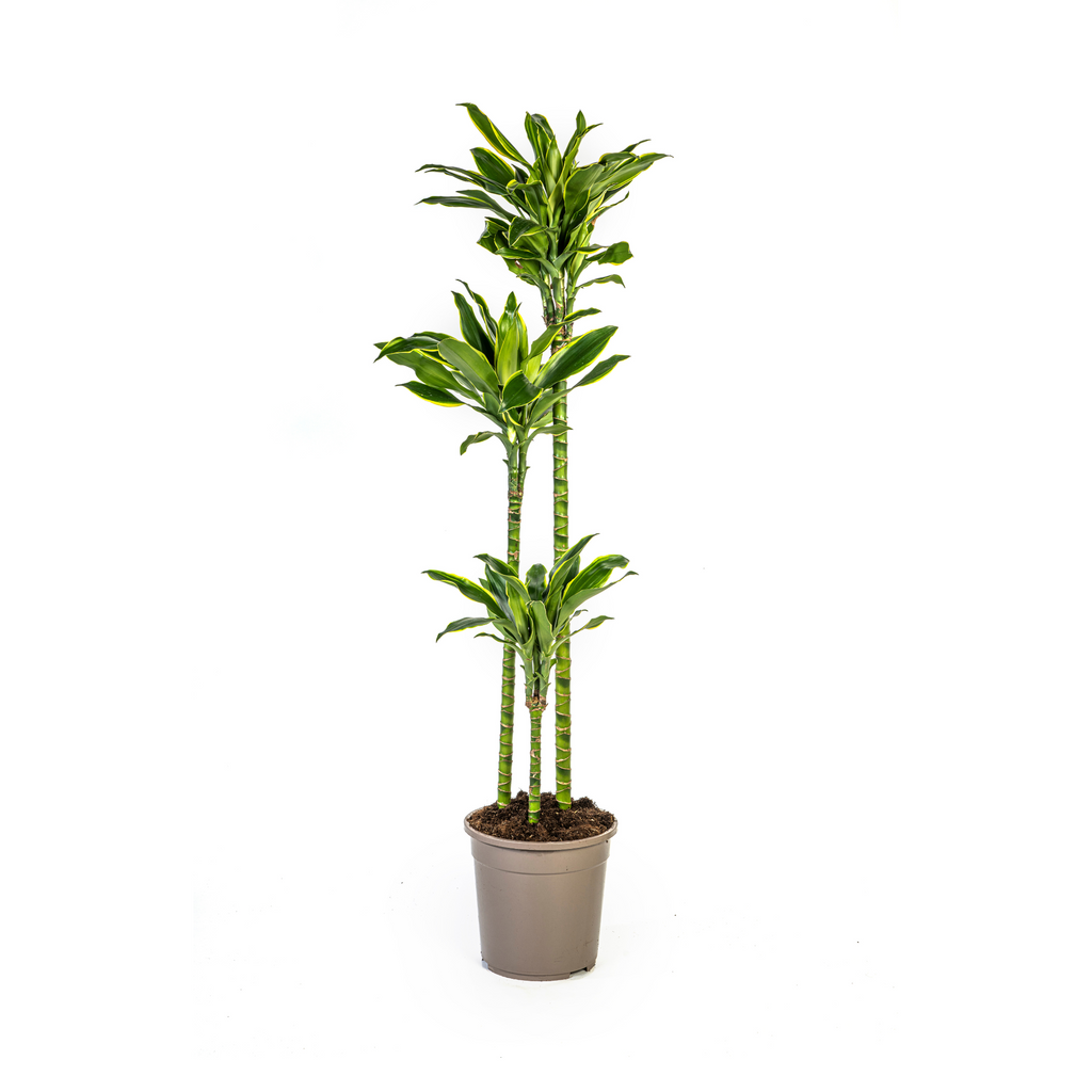 Dracaena Fragrans Golden Coast, plant in pot