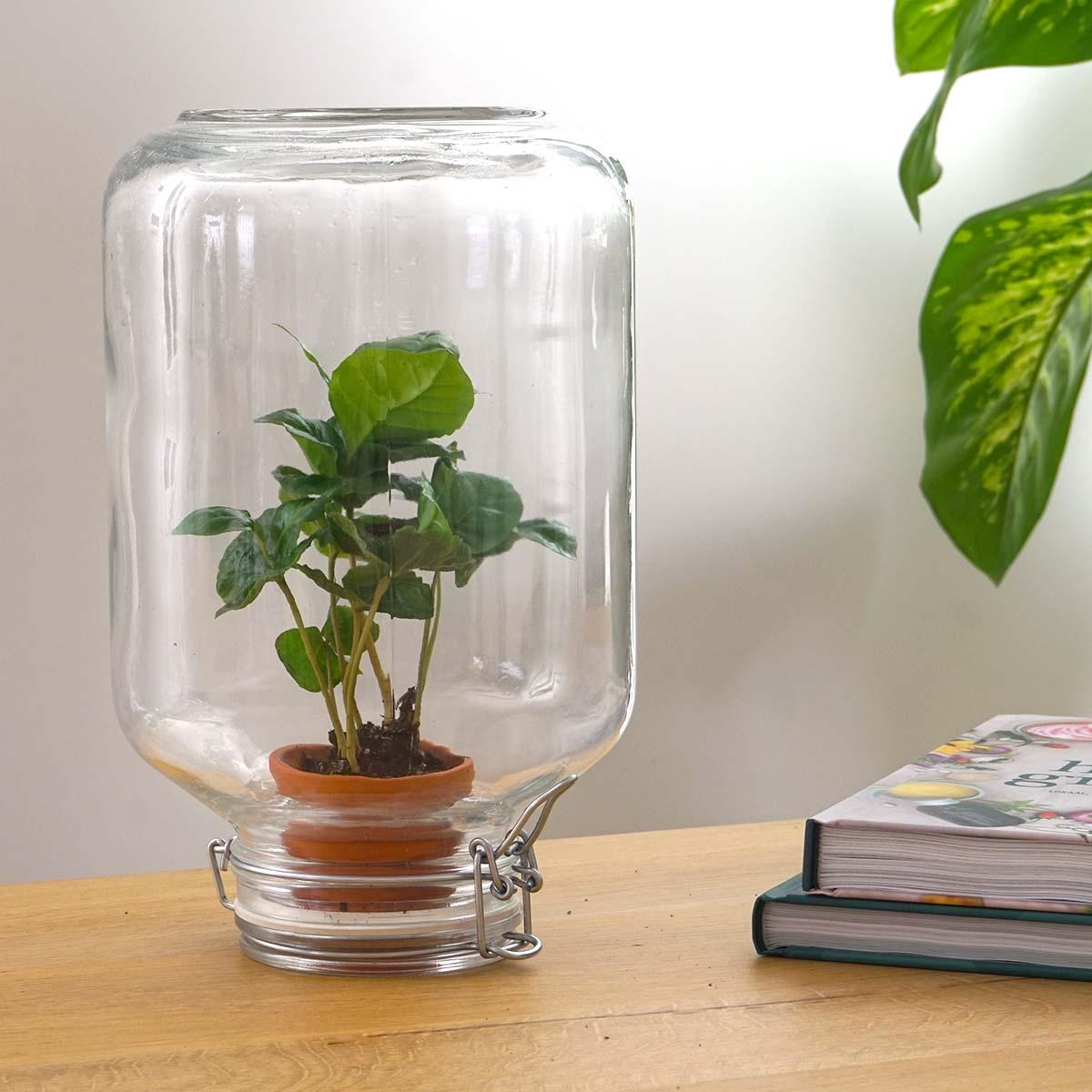 Productfoto van Easyplant - Coffea Arabica