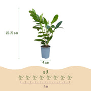 Laurierkers Caucasica