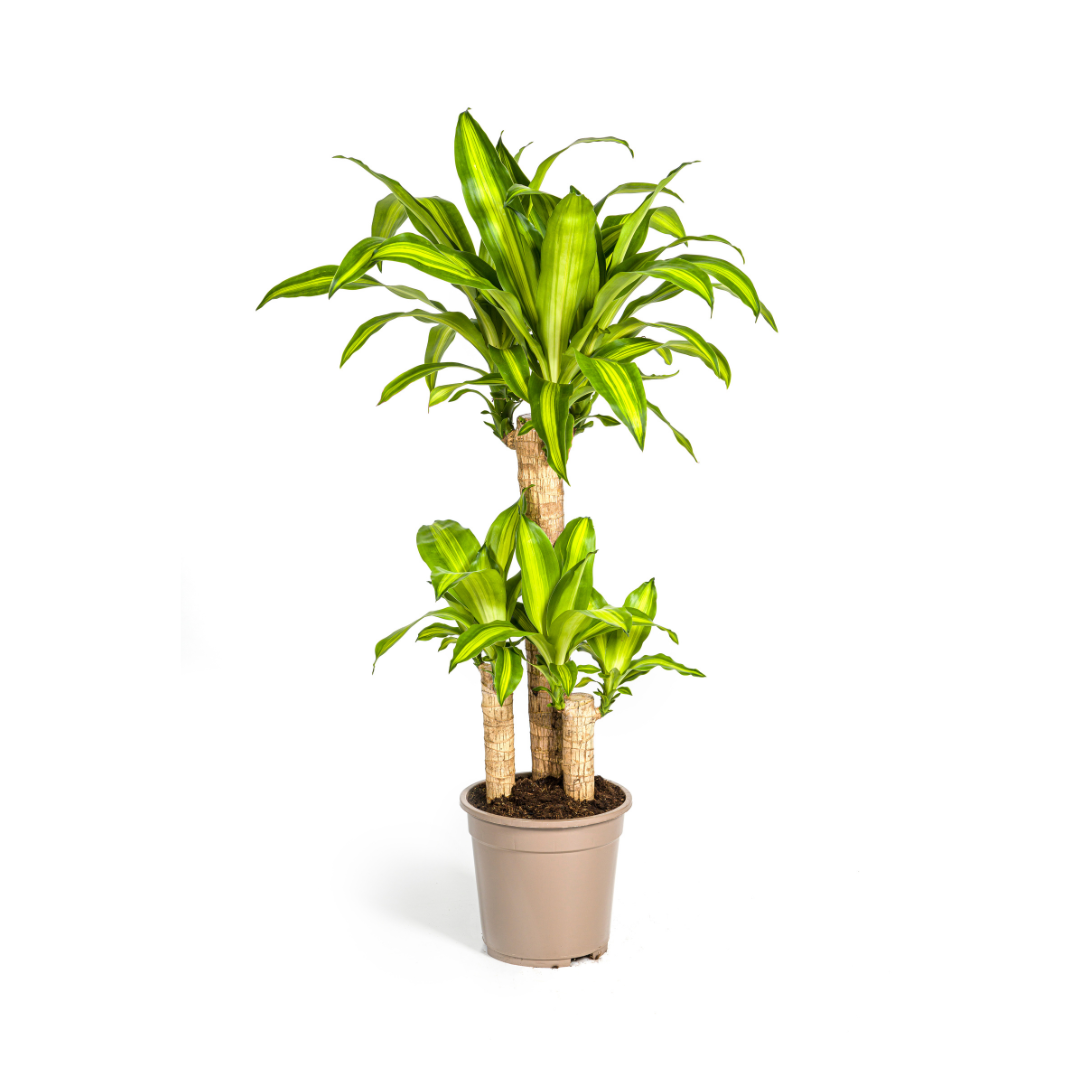 Dracaena Fragrans Massangeana, plant in pot