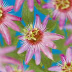 Passiflora Anastasia, plant in pot