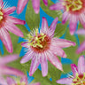 Passiflora Anastasia