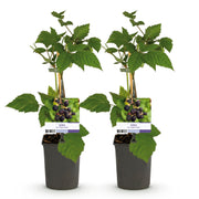 2x Rubus fruticosus Triple Crown - Zwarte Braam