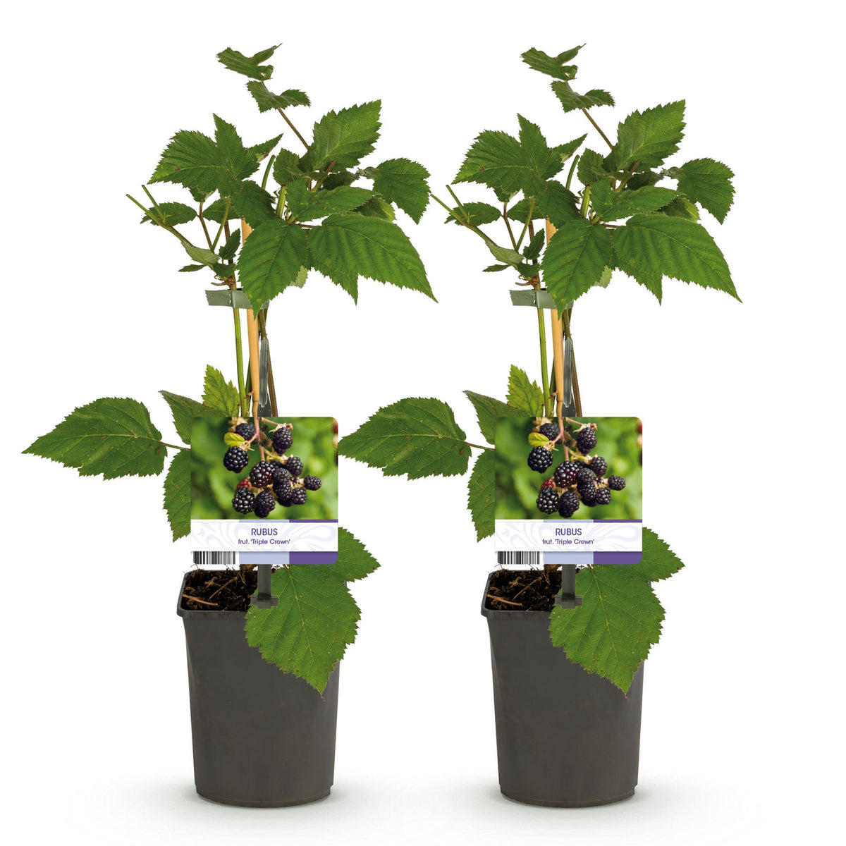 2x Rubus fruticosus Triple Crown - Zwarte Braam, groeiwijze van de plant