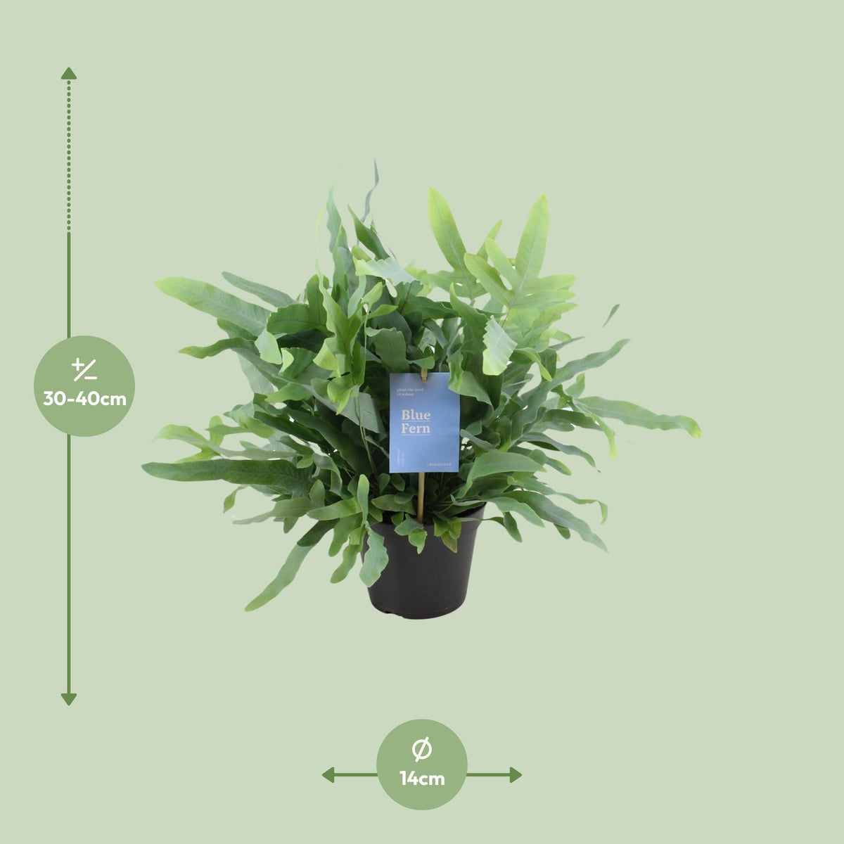 Detailfoto van Phlebodium Blue Fern