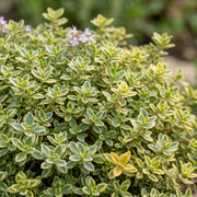 Thymus citr. Sambesi - Citroentijm - Geurend - Geel - 6 Planten