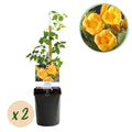 Campsis radicans Flave, detail van het blad