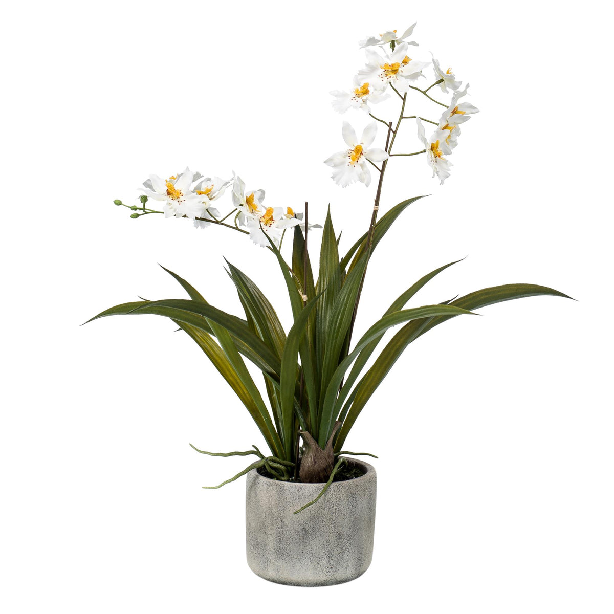 Kunstplant - Orchidee - Wit, groeiwijze van de plant
