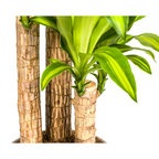 Dracaena Fragrans Massangeana met mand, detail van het blad