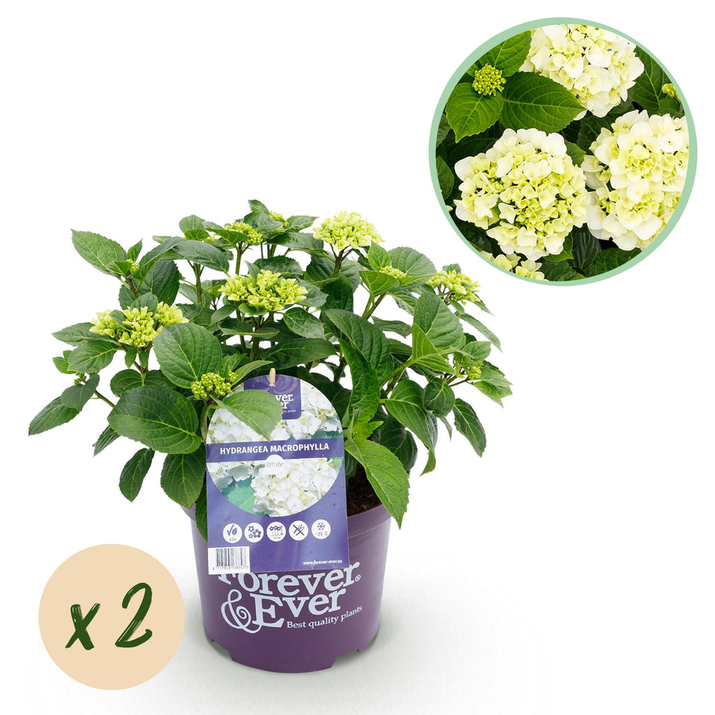 Hortensia Hydrangea Forever & Ever wit, detail van het blad