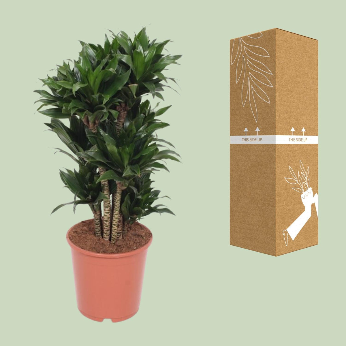 Detailfoto van Dracaena Compacta