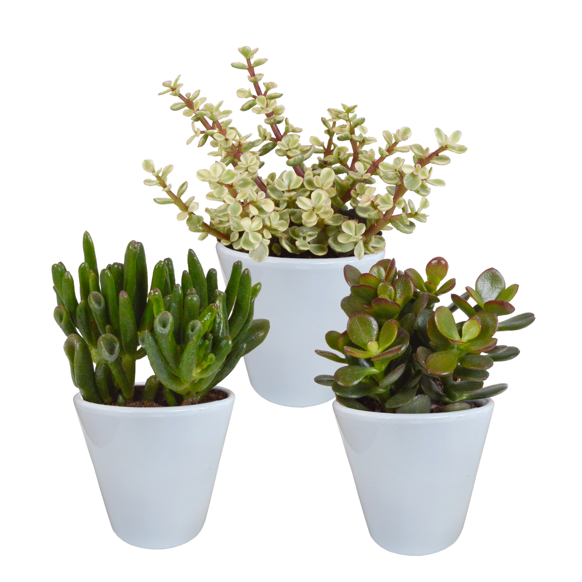 Productafbeelding van Pureplant