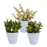 Crassula mix