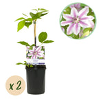 Productafbeelding van Pureplant