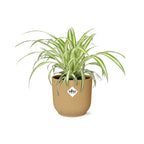 Detailfoto van Chlorophytum Comosum Variegatum in ELHO Vibes Fold 14cm geel