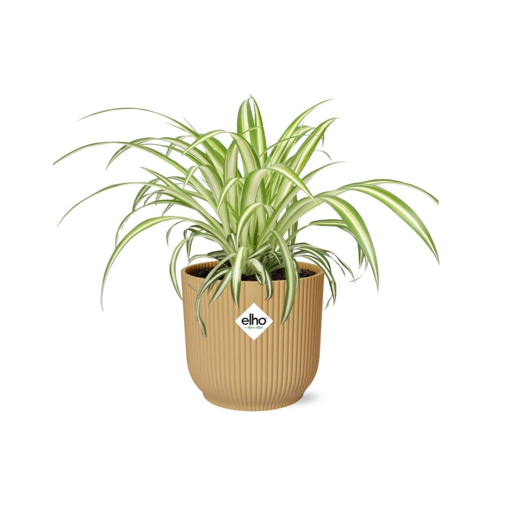 Detailfoto van Chlorophytum Comosum Variegatum in ELHO Vibes Fold 14cm geel