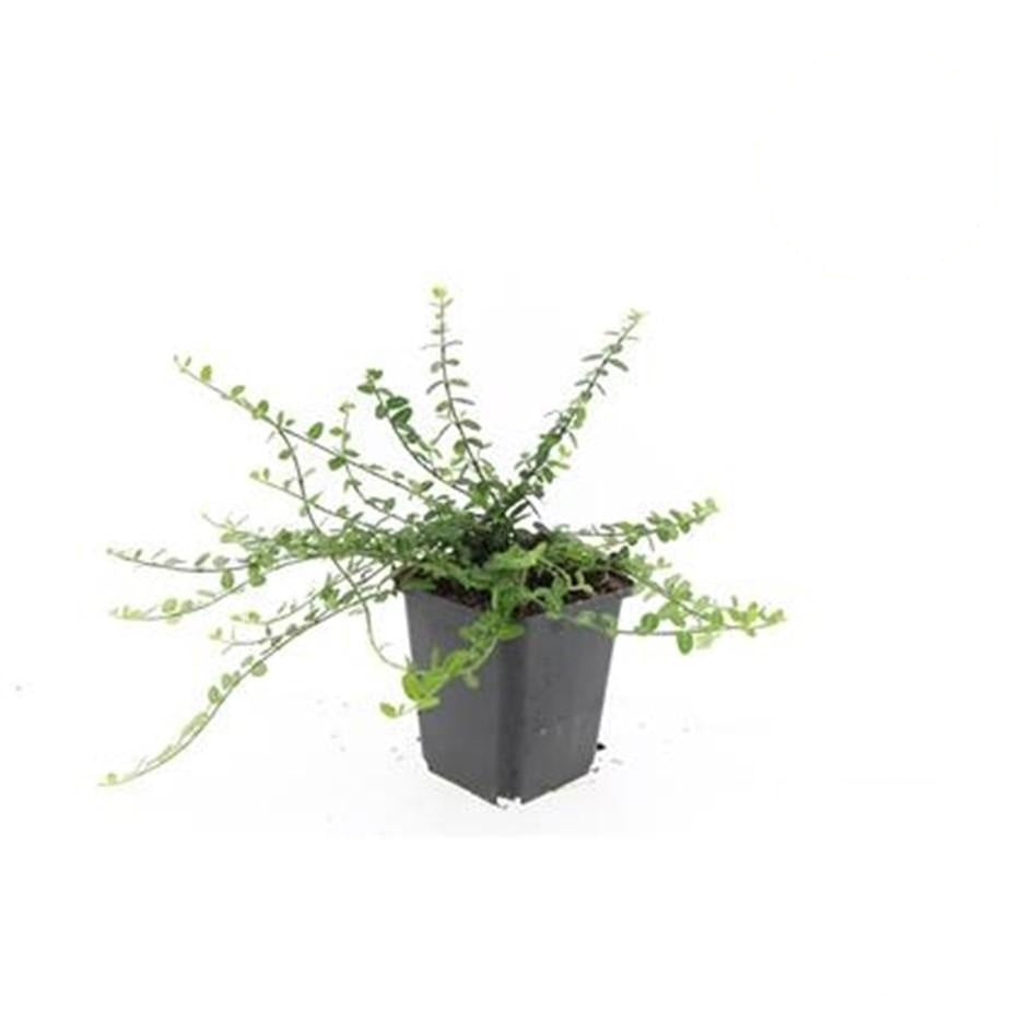 Euonymus fort. 'Minimus', detail van het blad