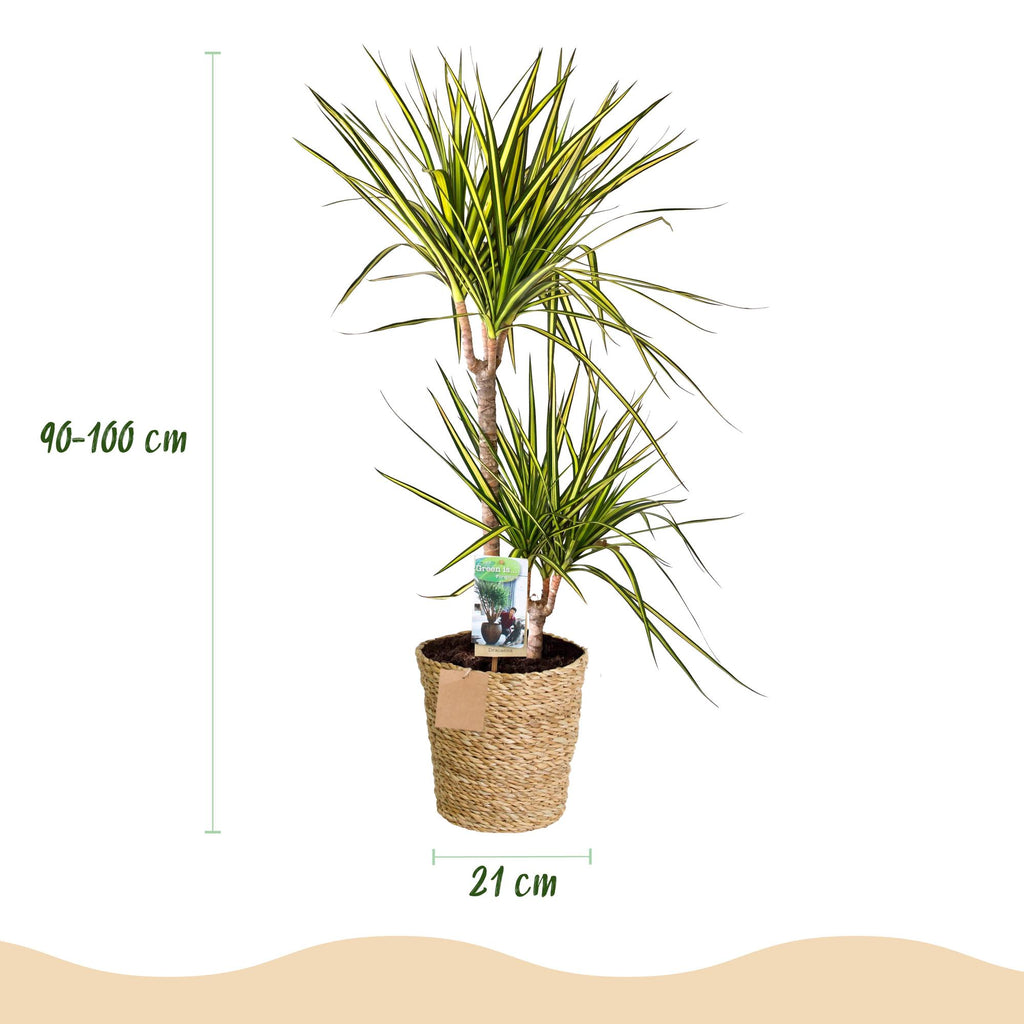 Dracaena Sunray, groene bladeren
