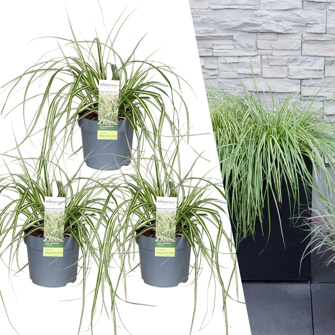 Carex hachijoensis 'Evergold', plant in pot