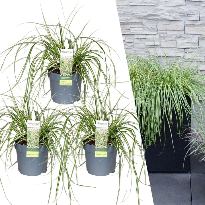 3 x Carex hachijoensis &