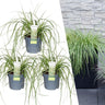 3 x Carex hachijoensis 'Evergold'