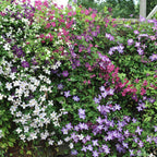 Clematis Rainbow, groeiwijze van de plant