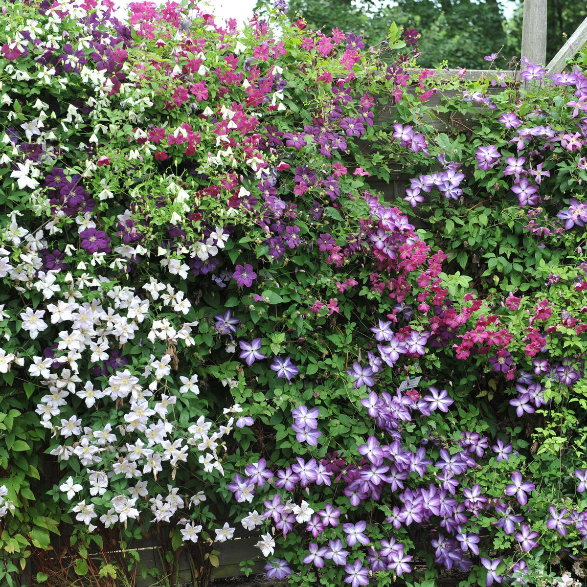 Clematis Rainbow, groeiwijze van de plant