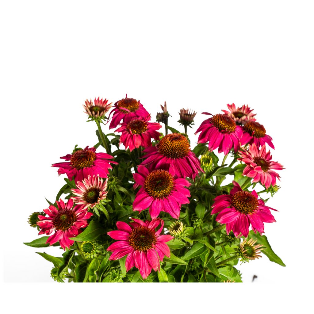 Echinacea Purpurea Purple, kenmerkend blad