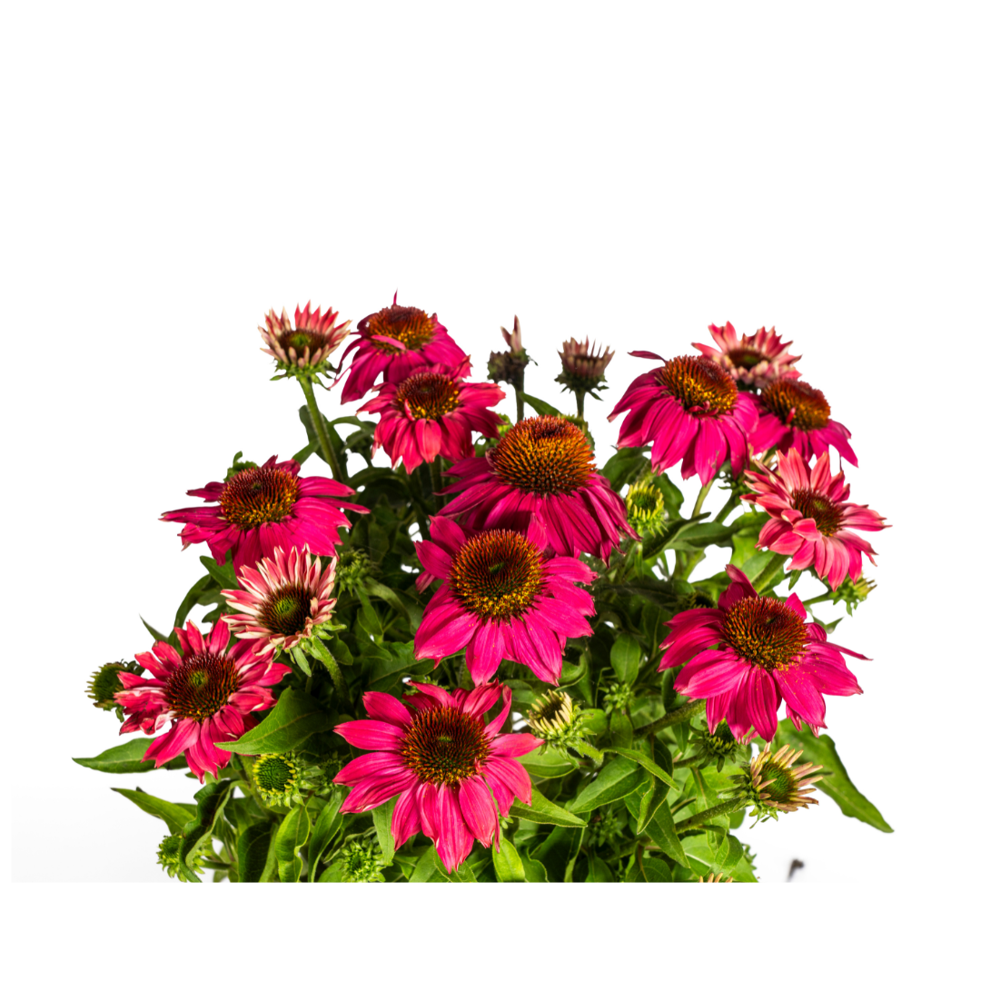 Echinacea Purpurea Purple, kenmerkend blad