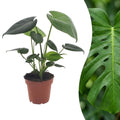 Monstera Deliciosa - Gatenplant, plant in pot