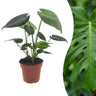 Monstera Deliciosa - Gatenplant