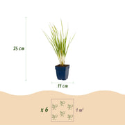 Calamagrostis Karl Foerster - Struisriet - Met Pluim - Groen - 6 Planten