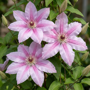 Clematis &