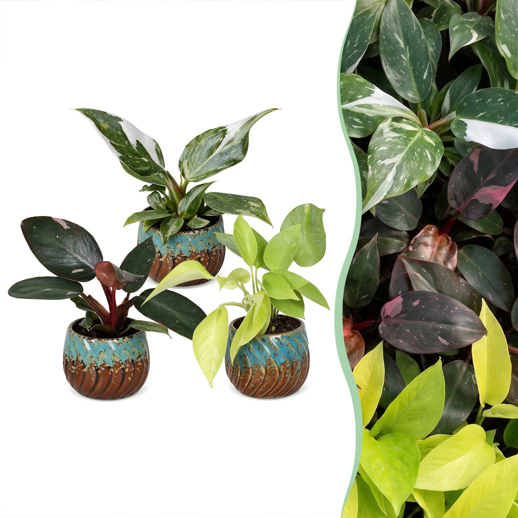 3x Baby Philodendron Tricolour