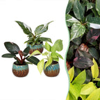 3x Baby Philodendron Tricolour