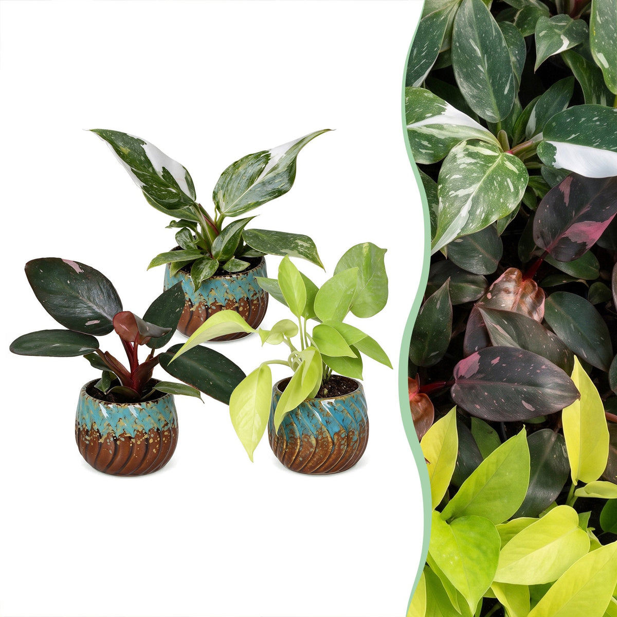 3x Baby Philodendron Tricolour