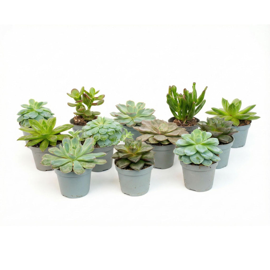 Vetplanten mix, succulenten in potjes, set van 12, plant in pot