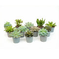 Vetplanten mix, succulenten in potjes, set van 12, plant in pot