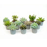 Vetplanten mix, succulenten in potjes, set van 12