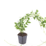 48x Vinca major &