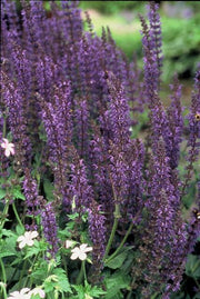 Salvia nem. &