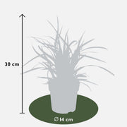 6 x Carex morrowi &