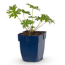 Ooievaarsbek Johnson's Blue, met blauwe bloemen