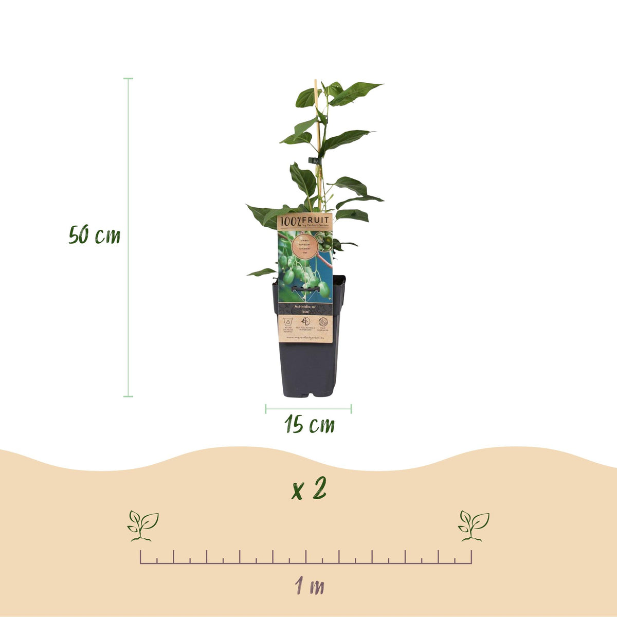 2x Kiwibessenplant Issai, kenmerkend blad