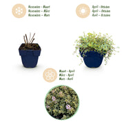 Thymus citr. Sambesi - Citroentijm - Geurend - Geel - 6 Planten