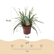 Carex oshimensis Intense Green, 50 cm hoog