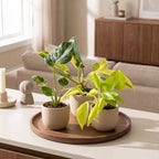 3x Baby Jungle Mix kleine kamerplanten