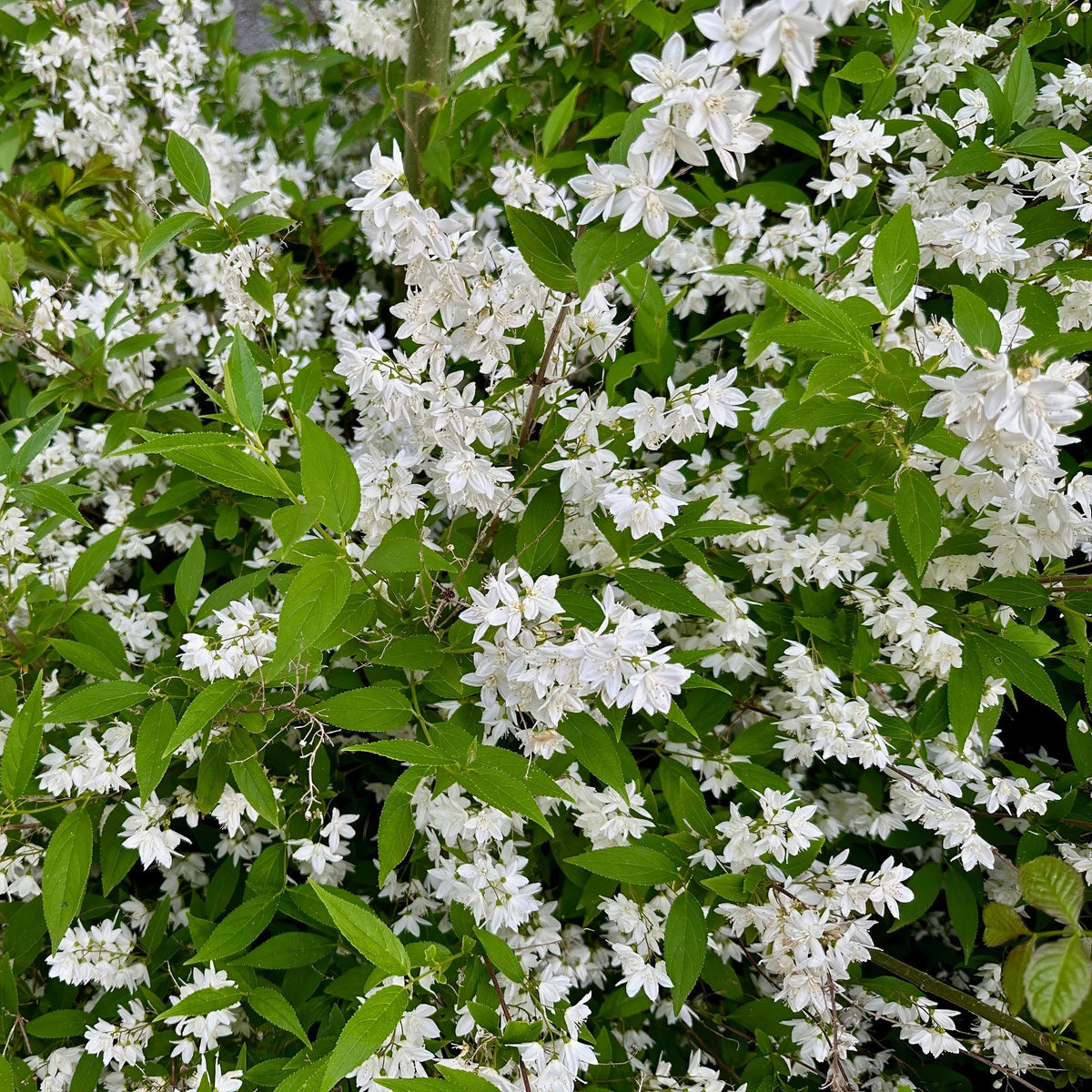 Deutzia Gracilis, groeiwijze van de plant
