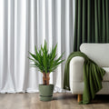 Productfoto van Yucca "Tres Cañas" 30 Stam